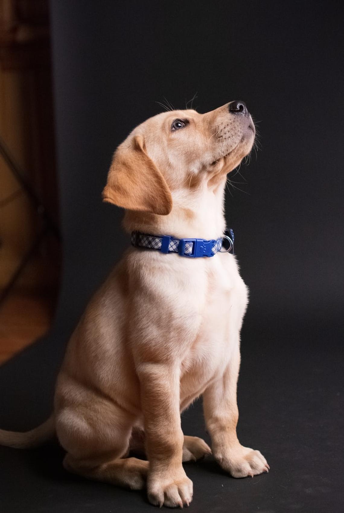 Encantadora de cães